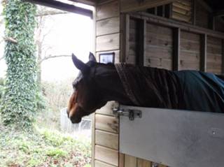 9n Unnamed Filly.jpg