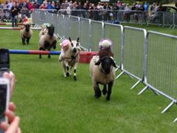 Racing Sheep r.jpg