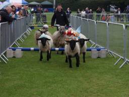 Lamb racing.jpg