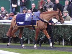 Newbury 27 Nov 2010 Stoney's Treasure r.jpg