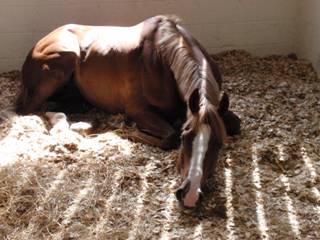Zabeel Star 4.jpg