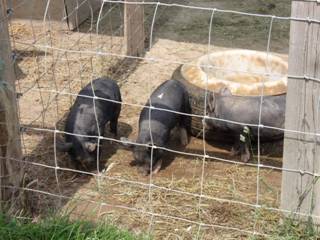 Piggies 2.jpg