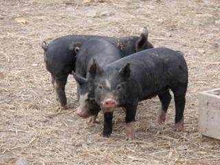 Piggies 8.jpg