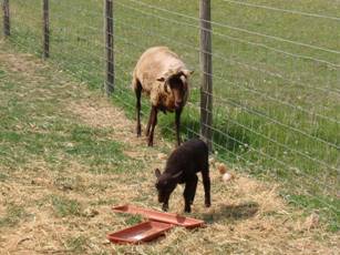 Sheep 9.jpg