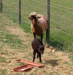 Sheep 10.jpg