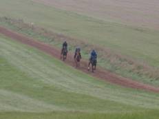 gallops 1 r.jpg