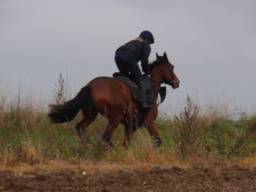 Gallops 3 r 2.jpg