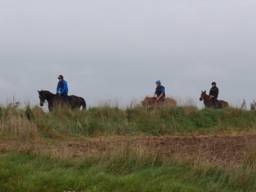 Gallops 4 r 2.jpg