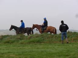 Gallops 8 r.jpg