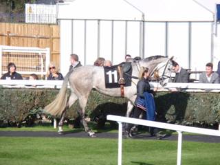 Race 3 b Snow Leopardess.jpg