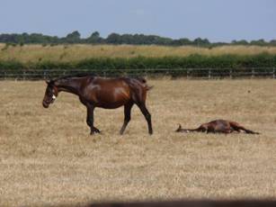 Mare & foal 1.jpg