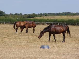 Mare & foal 2.jpg
