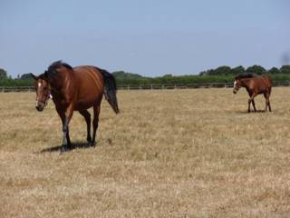Mare & Foal 7.jpg