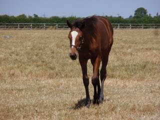Mare & Foal 9.jpg