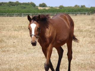 Mare & Foal 10.jpg