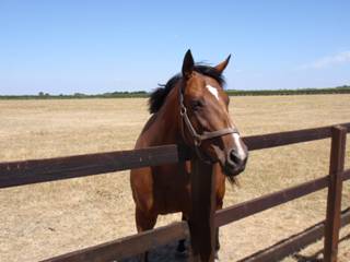 Mare & foal 13b.jpg