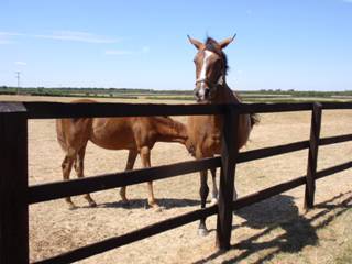 Mare & foal 17.jpg