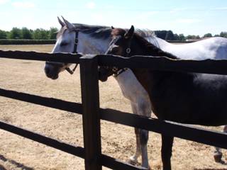 Mare & foal 19.jpg