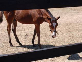 Mare & foal 20.jpg