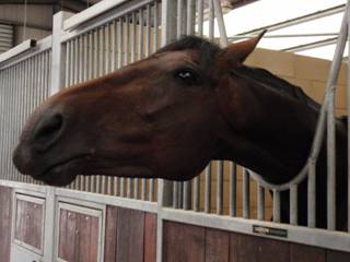 Undisputed.jpg