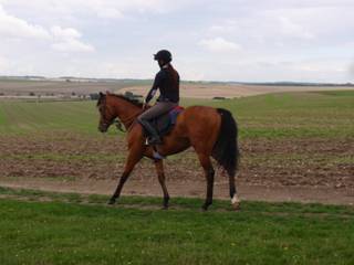 12 Gallops.jpg