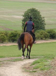 22 Gallops.jpg