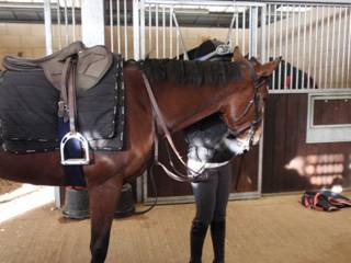 a Gallops Champas.jpg