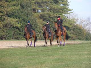l Gallops.jpg