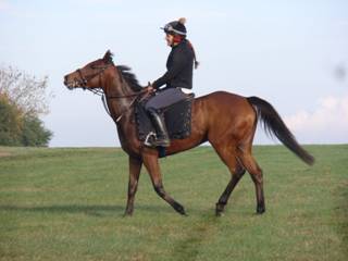 q Gallops Champas.jpg