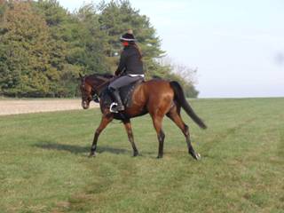 x Gallops Champas.jpg