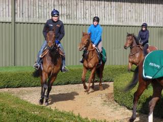 Gallops e.jpg