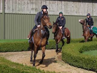 Gallops f.jpg