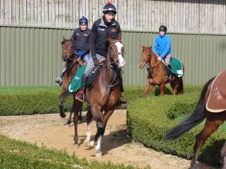 Gallops g.jpg