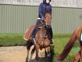 Gallops g2.jpg