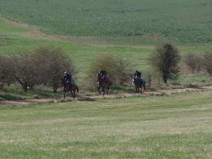 Gallops h.jpg