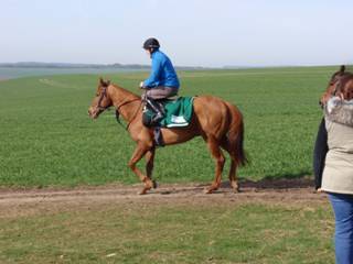 Gallops m.jpg