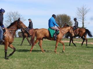 Gallops t.jpg