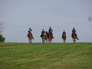 Gallops 16.jpg