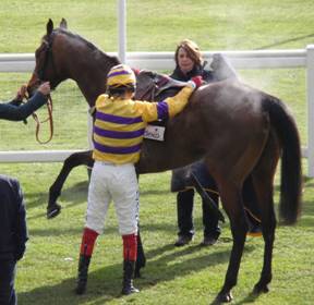 Ascot 14 Feb red 3.jpg