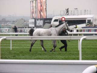 7 race 5 Greybougg 3.jpg