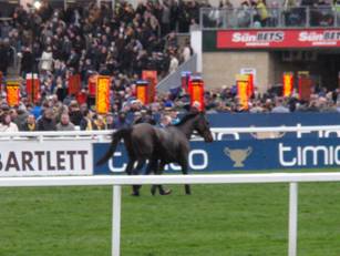 Race 5 i Sweet As A Nut (probably).jpg