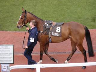 8 Enniscoffey Oscar 2.jpg