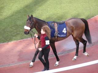 4 Caid Du Berlais 3.jpg