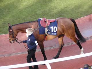 10 Pacha Du Polder 1.jpg