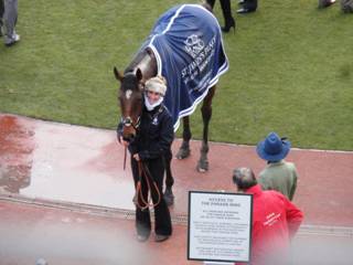 winner Pacha Du Polder 6.jpg