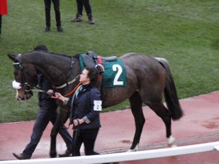 Race 7 f Mall Dini.jpg