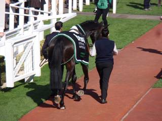 Sprinter Sacre 7.jpg