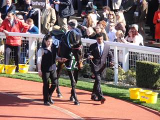 Sprinter Sacre 9.jpg