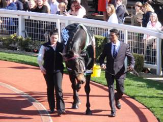 Sprinter Sacre 10.jpg