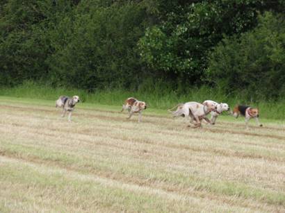 Hound racing.jpg